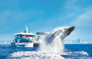 Sea World Whale Watch with Sea World Cruises