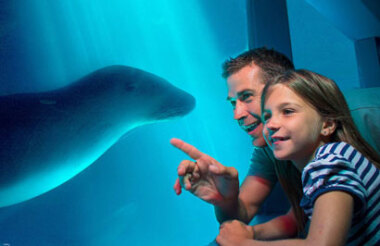 General Admission at SEA LIFE Sunshine Coast Aquarium