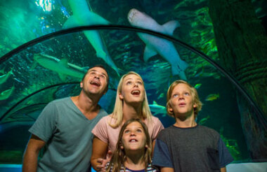 General Admission at SEA LIFE Sunshine Coast Aquarium