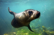Seal Swim Kaikoura