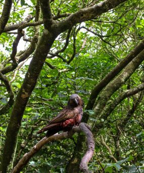 Kaka at Zealandia