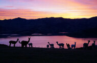Shamarra Alpaca Farm Tour