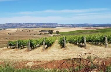 Uncork the Barossa with Small Batch Wine Tours - Lunch Included