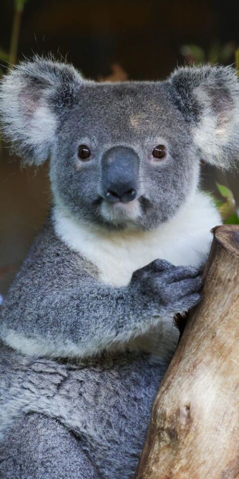 Koala on a tree branch - credit to tourism australia