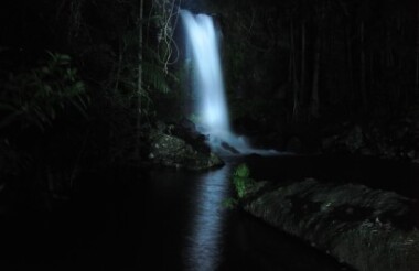 Evening Rainforest & Glow Worm Experience with Southern Cross Tours