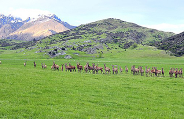 Natural New Zealand - Day 17