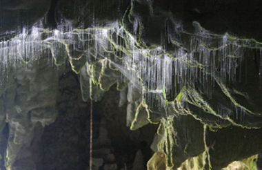 Glowworm and Cave Tour with Spellbound