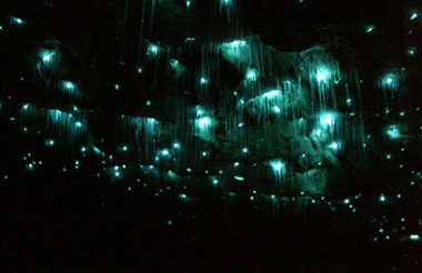 Glowworm and Cave Tour with Spellbound