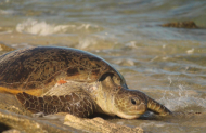 Summer Sunset Turtle Watching Tour with Exmouth Adventure Co