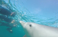 Swim with Wild Dolphins including Return Coach Transfers from Perth with Perth Wildlife Encounters