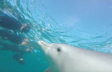 Swim with Wild Dolphins with Perth Wildlife Encounters (ex Perth)