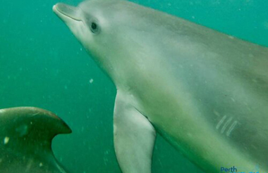 Swim with Wild Dolphins with Perth Wildlife Encounters (ex Perth)