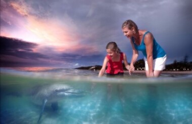 Tangalooma Island Resort Wild Dolphin Feeding Experience