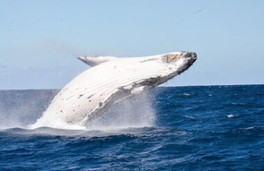 Whale Watch Cruise