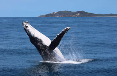 Whale Watch Cruise