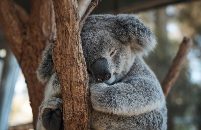 Luxury Cairns, Uluru and Sydney Escape - Day 6