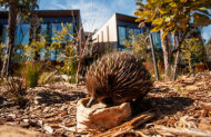 Wild Australia Experience at Taronga Zoo