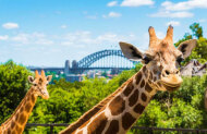 Hop On Hop Off Harbour Explorer 1 Day Pass + Taronga Zoo Entry