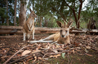 Devil Tracker Eco-tour with The Tasmanian Nature Company