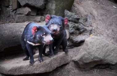 Devil Tracker Eco-tour with The Tasmanian Nature Company