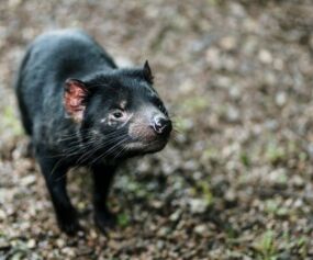 Tasmanian Devil