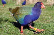 Te Anau Wildlife Centre