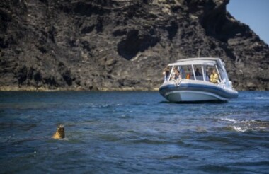 Southern Ocean Adventure with The Big Duck Boat Tours