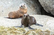 Southern Ocean Adventure with The Big Duck Boat Tours