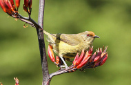Return Ferry to Tiritiri Matangi Island and Guided Walk