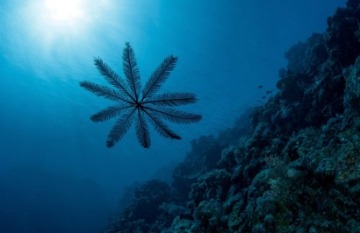 True North: Great Barrier Reef Ultimate Cruise - Day 6