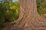 Twilight Waipoua Encounter