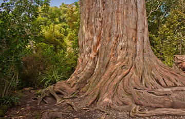 The Essential North Island Tour - Day 3