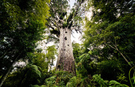 Waipoua Kauri Forest