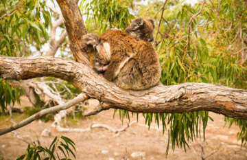 Untamed Escapes: Eyre Peninsula Food and Wine Escape - Day 4