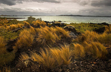 Walking tracks in and around Auckland City - Suggested Activity