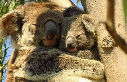 Beautiful Brisbane City Break - Day 2