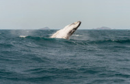 Wilsons Promontory Cruise