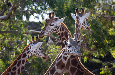 Admission to Werribee Open Range Zoo