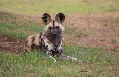 Admission to Werribee Open Range Zoo