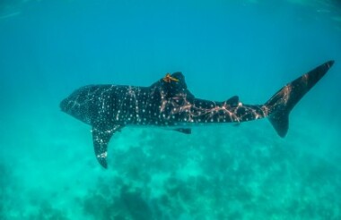 Shark Bay, WA