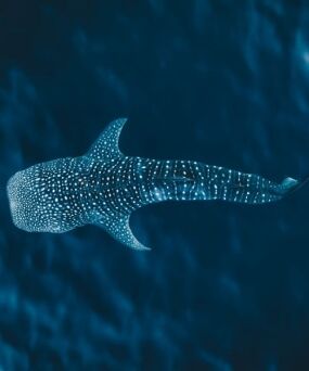 Credit Tourism Australia