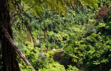 Whanganui National Park