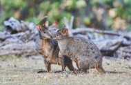 Walk with Wildlife Tour with Wildlife Wonders