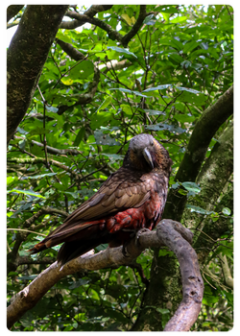 Nature and Wildlife Tours