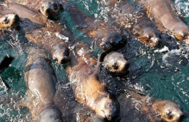 Phillip Island Seal Cruise with Wildlife Coast Cruises