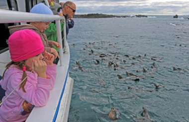 Phillip Island Seal Cruise with Wildlife Coast Cruises