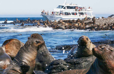 Phillip Island Seal Cruise with Wildlife Coast Cruises