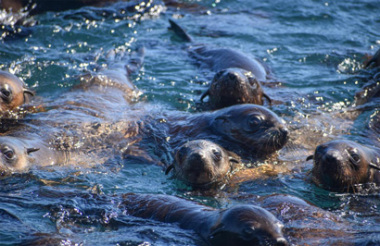 Phillip Island Seal Cruise with Wildlife Coast Cruises