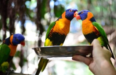 Wildlife Habitat, Port Douglas - General Admission + Breakfast with the Birds Upgrade