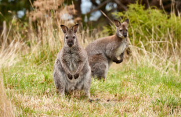 The Great Southern Coastal Getaway - Day 4
